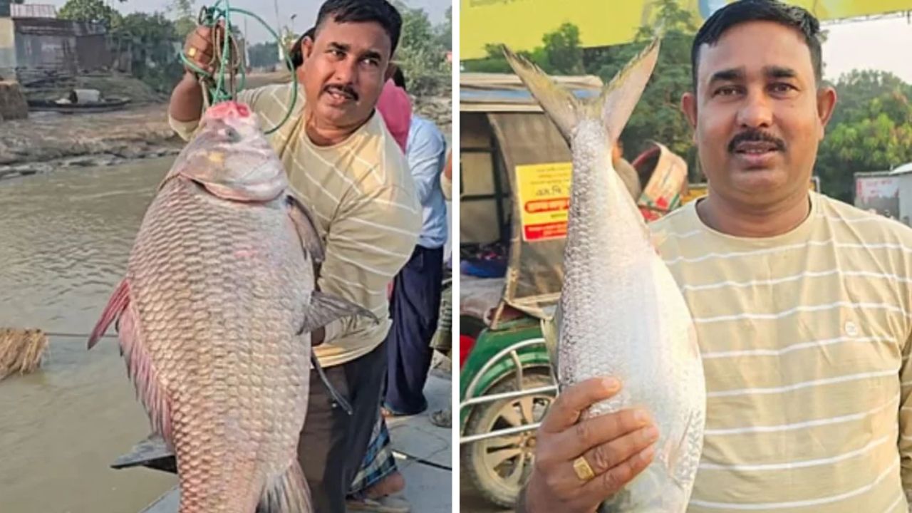 পদ্মার এক ইলিশ ও ১৯ কেজির কাতলার দাম ৬০ হাজার টাকা!